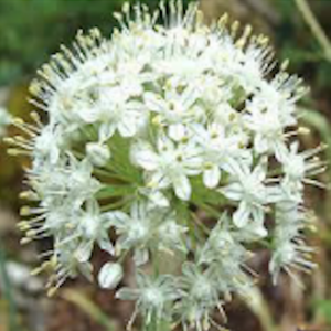 A. cepa