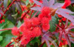 R. communis