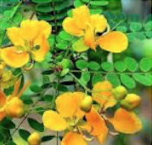 L. inermis