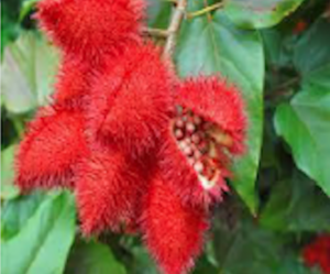B. orelana