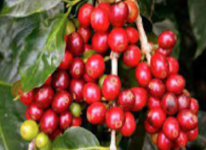 C. arabica